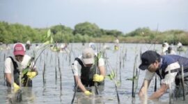 Karyawan Smelter PTFI melakukan penanaman mangrove di Kalimireng, Desa Manyar Sidomukti. (Dok. PT Freeport Indonesia )