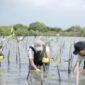 Karyawan Smelter PTFI melakukan penanaman mangrove di Kalimireng, Desa Manyar Sidomukti. (Dok. PT Freeport Indonesia )
