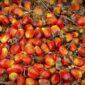 Buah kelapa sawit. (Pixabay.com/tristantan)

